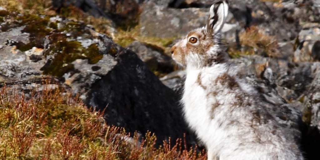 Mountain hare numbers in serious decline, study finds