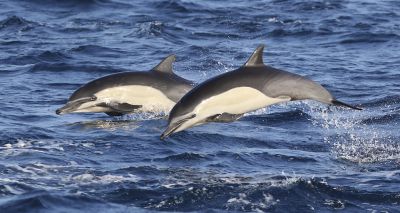 Dolphin appears to be communicating with porpoises - study