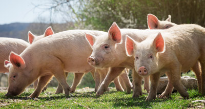 African swine fever reaches China