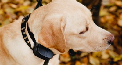 Electric shock collars to be banned