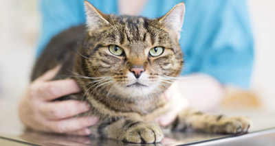 AVS launches new EMS guide to help vet students