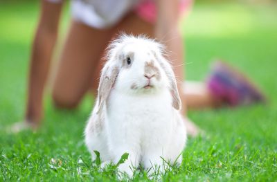 Quiz aims to improve pet ownership skills