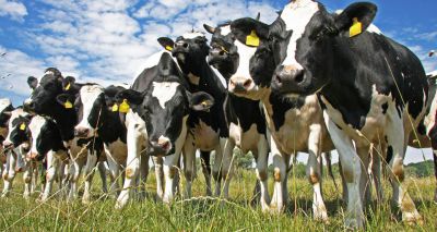 bTB incidence falls in two cull areas - Defra