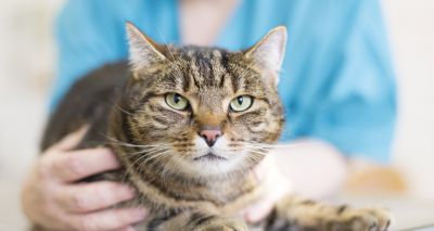 First liquid solution for hypertension in cats
