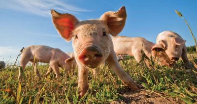 ASF risk level raised to medium in the UK