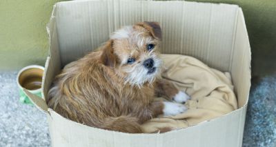 Plans to regulate Scottish rescue centres welcomed