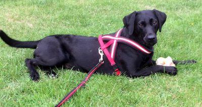 Puppy undergoes world-first combination surgery