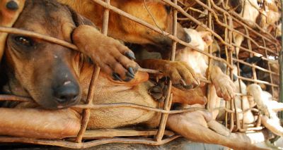 Hanoi to ban trade in dog meat from 2021