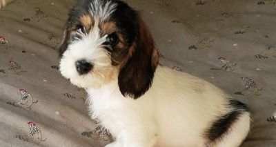 AHT research preventing blindness in dogs