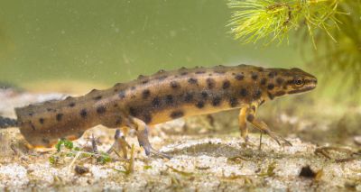 Deadly fungus could spread to UK newts, scientists say
