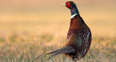 Pheasant shooting on Welsh public land to end