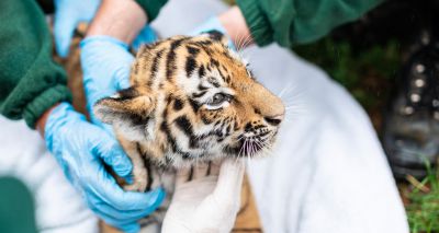 Amur tiger cubs receive their first health check