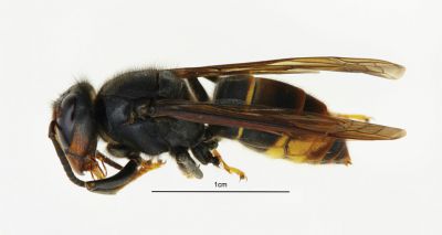 Two further Asian hornet sightings