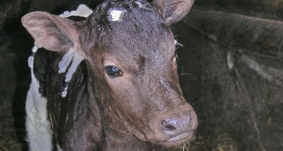 P&O Ferries ends calf transport over welfare concerns
