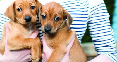 Third of pups bought online ‘suffer illness or death in year one’
