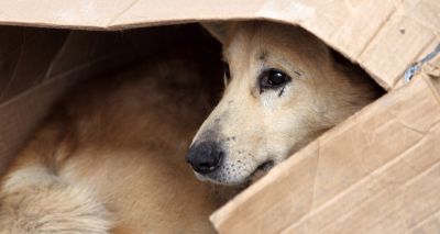 BVA issues warning not to rescue dogs from abroad
