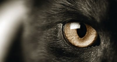 Met Police close ‘Croydon cat killer’ investigation