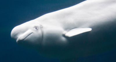 Concern over beluga whale sighting in the Thames