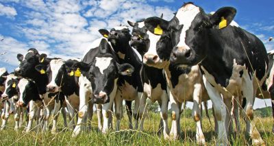 New report shows improvements in udder health
