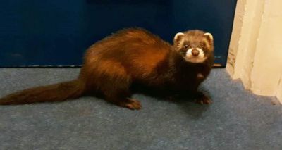 Polecat makes surprise visit to council offices