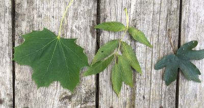 ‘Perfect storm’ increases risk of atypical myopathy