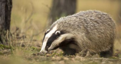 Wales rules out ‘England-style badger cull’