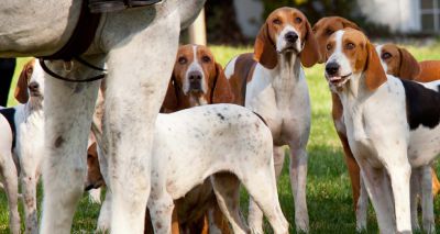 Vets and nurses concerned over bTB spread in hunting hounds