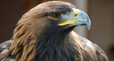 Scientists unravel golden eagle genome