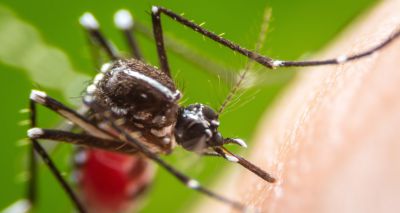 Gene editing technique eliminates population of mosquitoes