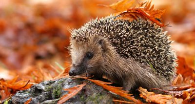 Study sheds light on decline of Britain’s hedgehogs