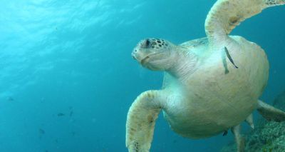 Single piece of plastic ‘can be fatal for sea turtles’