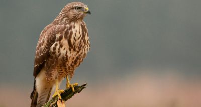 RSPB calls for tougher action on raptor killings