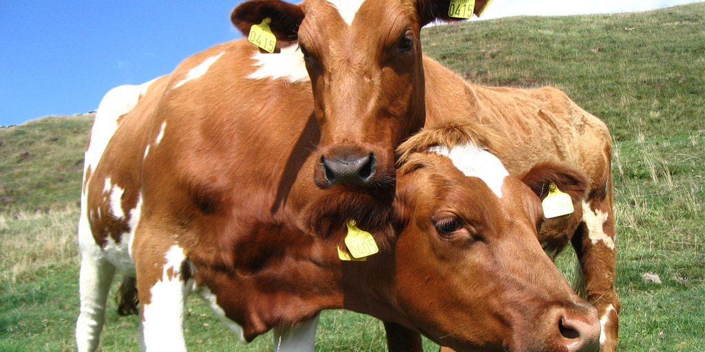 MicroRNAs could predict future health of cattle