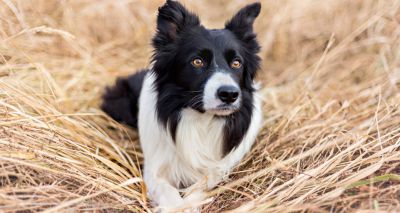 Dogs accompanied Neolithic farmers into Europe - study