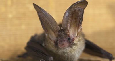 Bats in Churches project gets off the ground