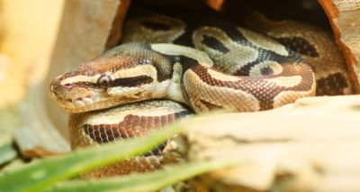 Government urged to ‘give snakes some space’