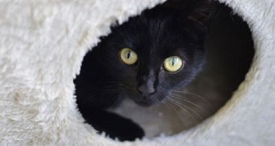 Black cats make up nearly half of Battersea cats