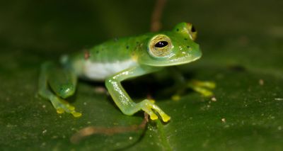 Frogs may be able to co-exist with chytrid fungus - study