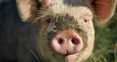 France steps up African Swine Fever controls