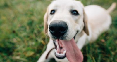 Study reveals insights into how dogs process words