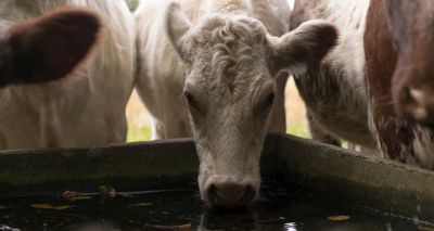 Defra confirms commitment to tackling AMR post-Brexit