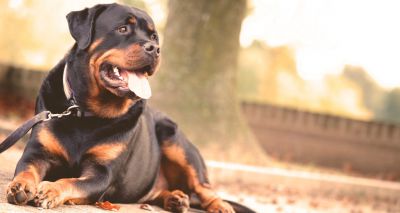Study suggests Alabama Rot may be seasonal
