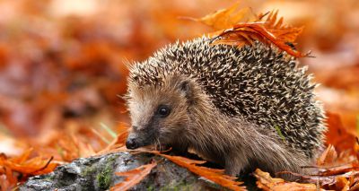 Hedgehog charity issues bonfire night reminder