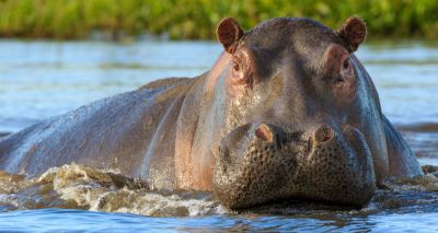 Zambia gives green light for ‘on-off’ hippo cull