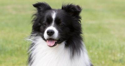 New DNA testing scheme for border collies