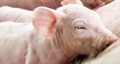 Study sheds light on foetal development in humans and pigs