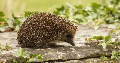 Petition calls for ‘hedgehog highways’ in all new-build houses