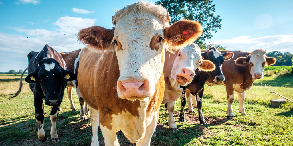 BVA welcomes plans for additional TB testing in Wales