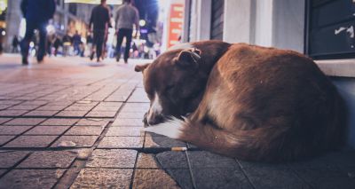 Street Paws issues Halloween plea to partygoers