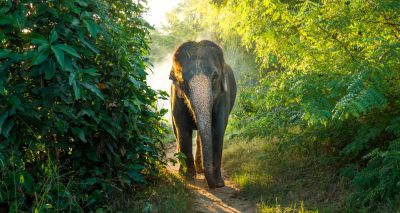 First ethical elephant tours begin in Vietnam